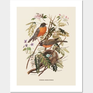 American Robin Antique Naturalist Illustration Posters and Art